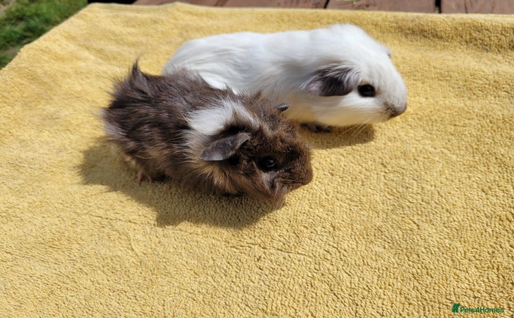 Guinea Pig rodents - Advert 17
