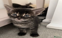 Bengal cats for sale: Adorable kittens looking for their forever homes  - Image 8