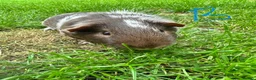 Guinea Pig rodents for sale: Guinea Pigs For Sale  - Advert 6