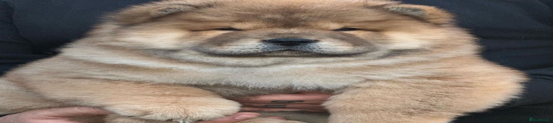 Chow Chow Puppy 1