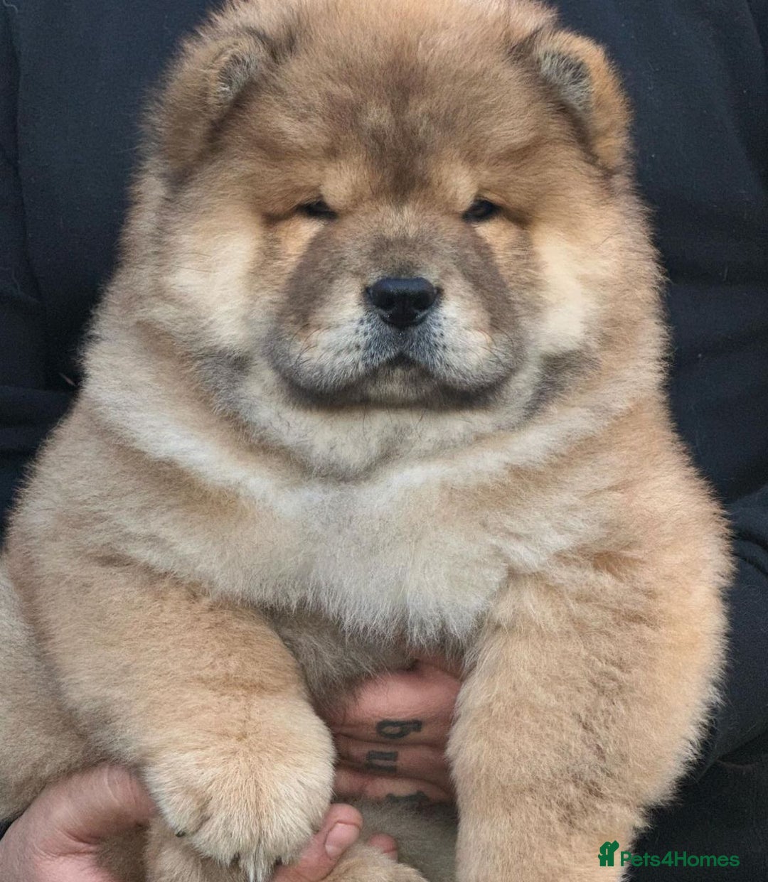 Chow Chow dogs for sale: Kc Registered Chow Chow Pups - Image 12
