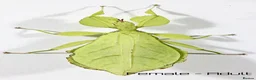 Stick Insects invertebrates for sale: Two mixed colour nymphs Leaf Stick insects - Advert 4