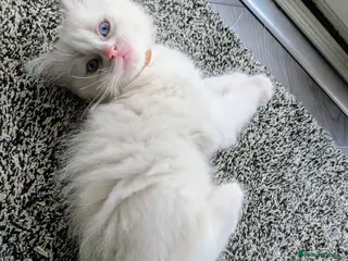 Ragdoll cats 3 beautiful Ragdoll kittens - Advert 2