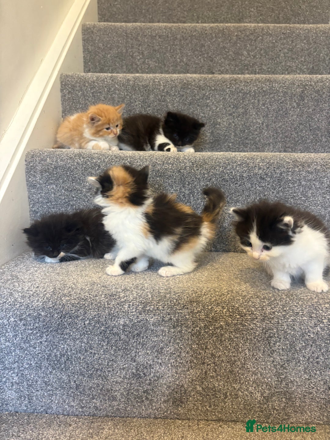 Mixed Breed cats for sale: 5 beautiful fluffy kittens  - Image 5