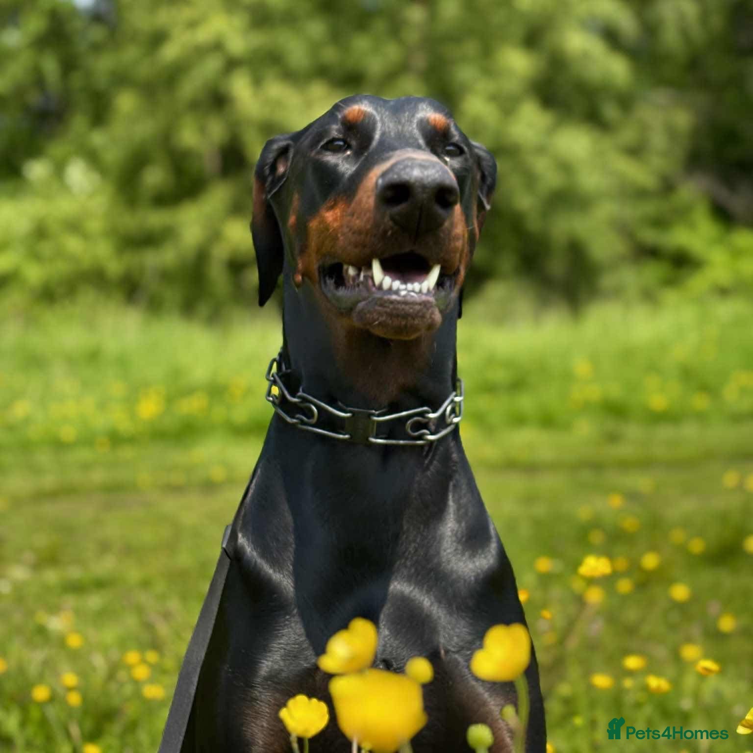 Dobermann dogs Black and Tan female Doberman  - Advert 13