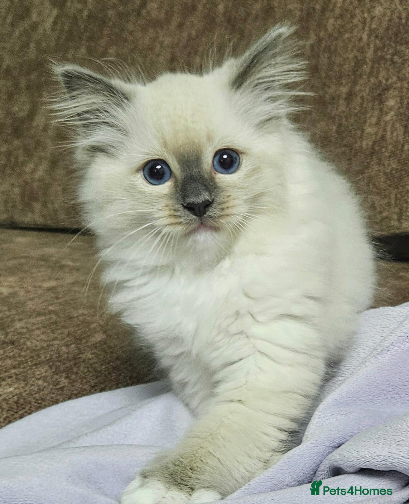 Ragdoll cats for sale: Stunning Ragdoll girl  - Advert 9
