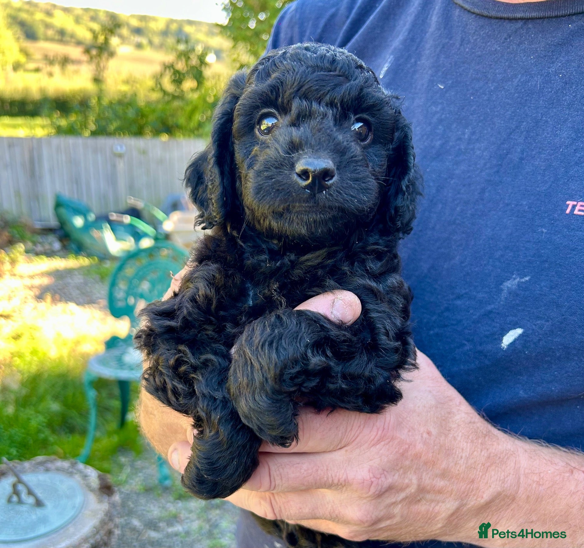 Cockapoo dogs Stunning glossy black cockapoo boys - Advert 20