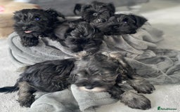 Miniature Schnauzer dogs for sale: KC Pedigree Mini Schnauzer - Image 25