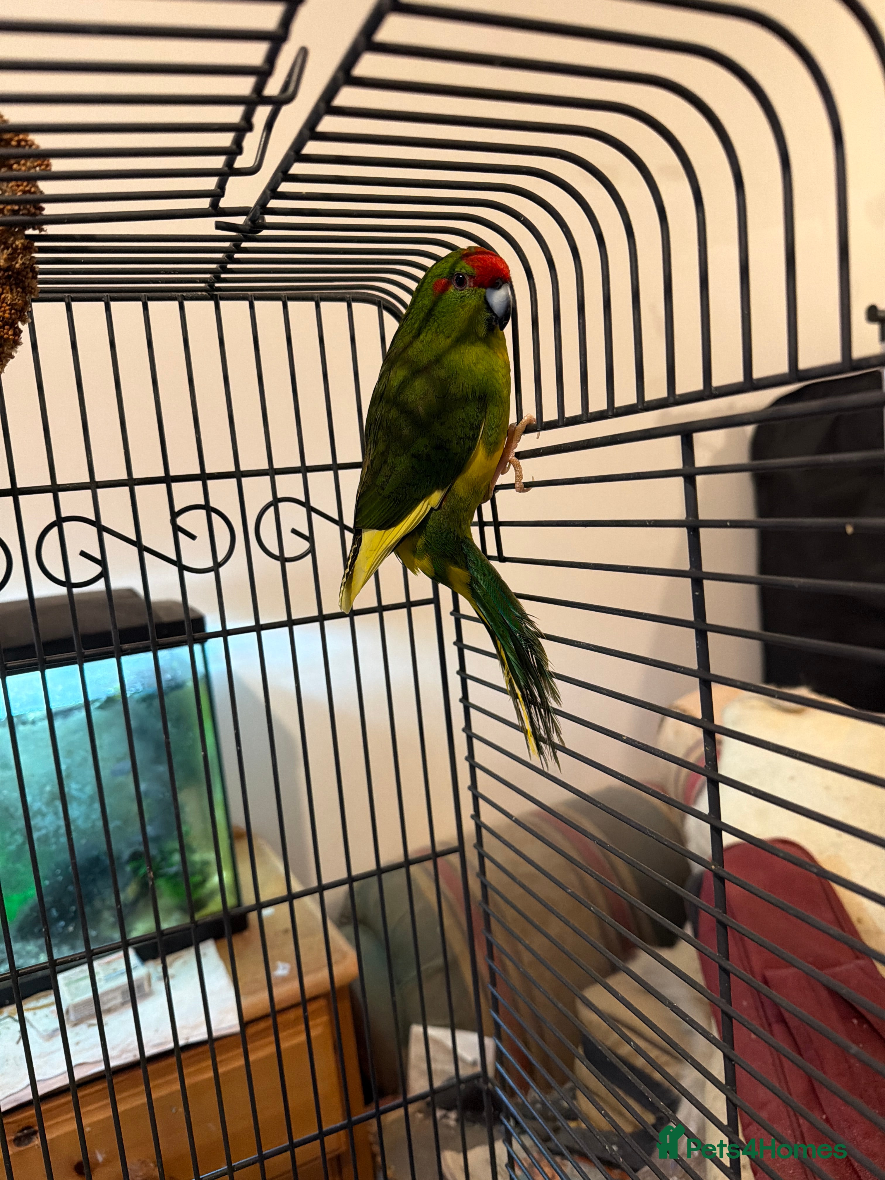 Parakeets birds Pair of kakariki  - Advert 14