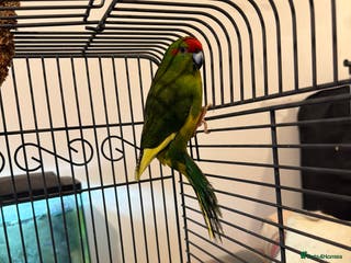 Parakeets birds Pair of kakariki - Advert 5