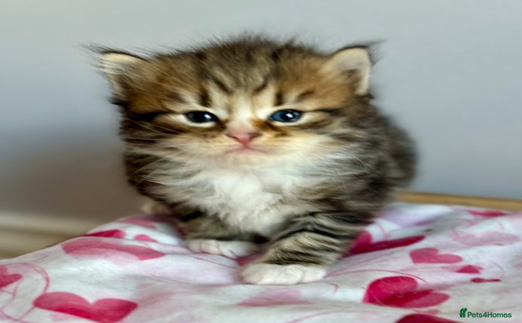Siberian cats - Advert 8