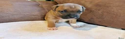 Staffordshire Bull Terrier dogs for sale: Staffordshire bull terrier puppies - Advert 3