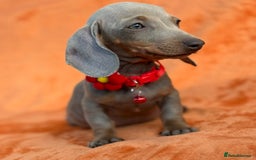 Miniature Dachshund dogs for sale: KC Reg Miniature Dachshund Puppies  - Image 16