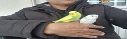 Budgerigars birds for sale: Super Hand Tamed Baby Budgie  - Advert 9