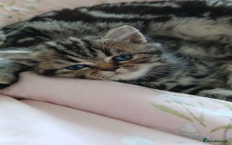 British Shorthair cats for sale: BSH. Silver/Brown Tabby kitten. - Image 4
