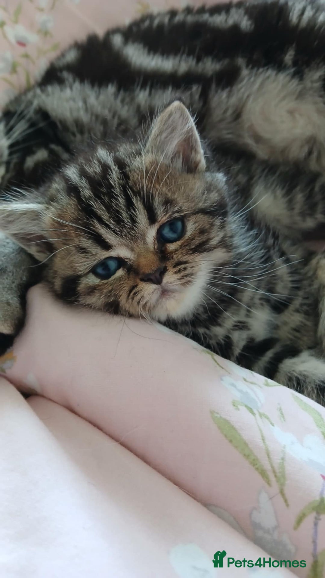 British Shorthair cats for sale: BSH. Silver/Brown Tabby kitten. - Image 4