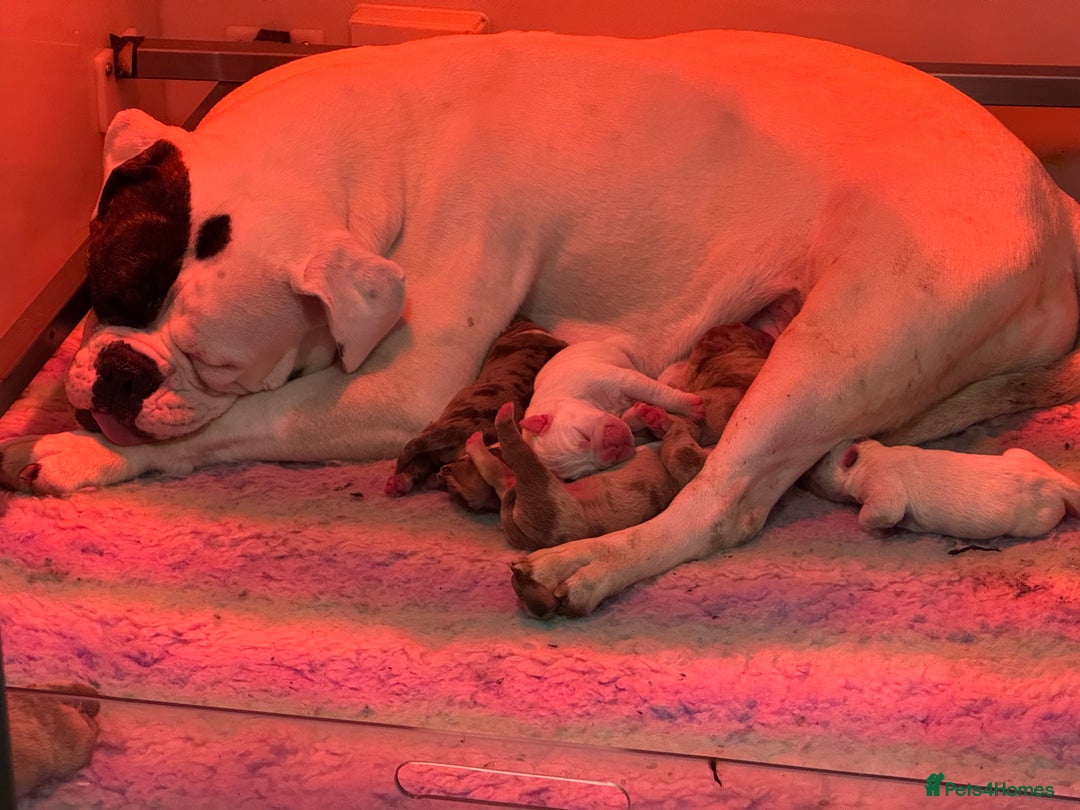 Olde English Bulldogge dogs for sale: Olde English Bulldogges puppies  - Image 8