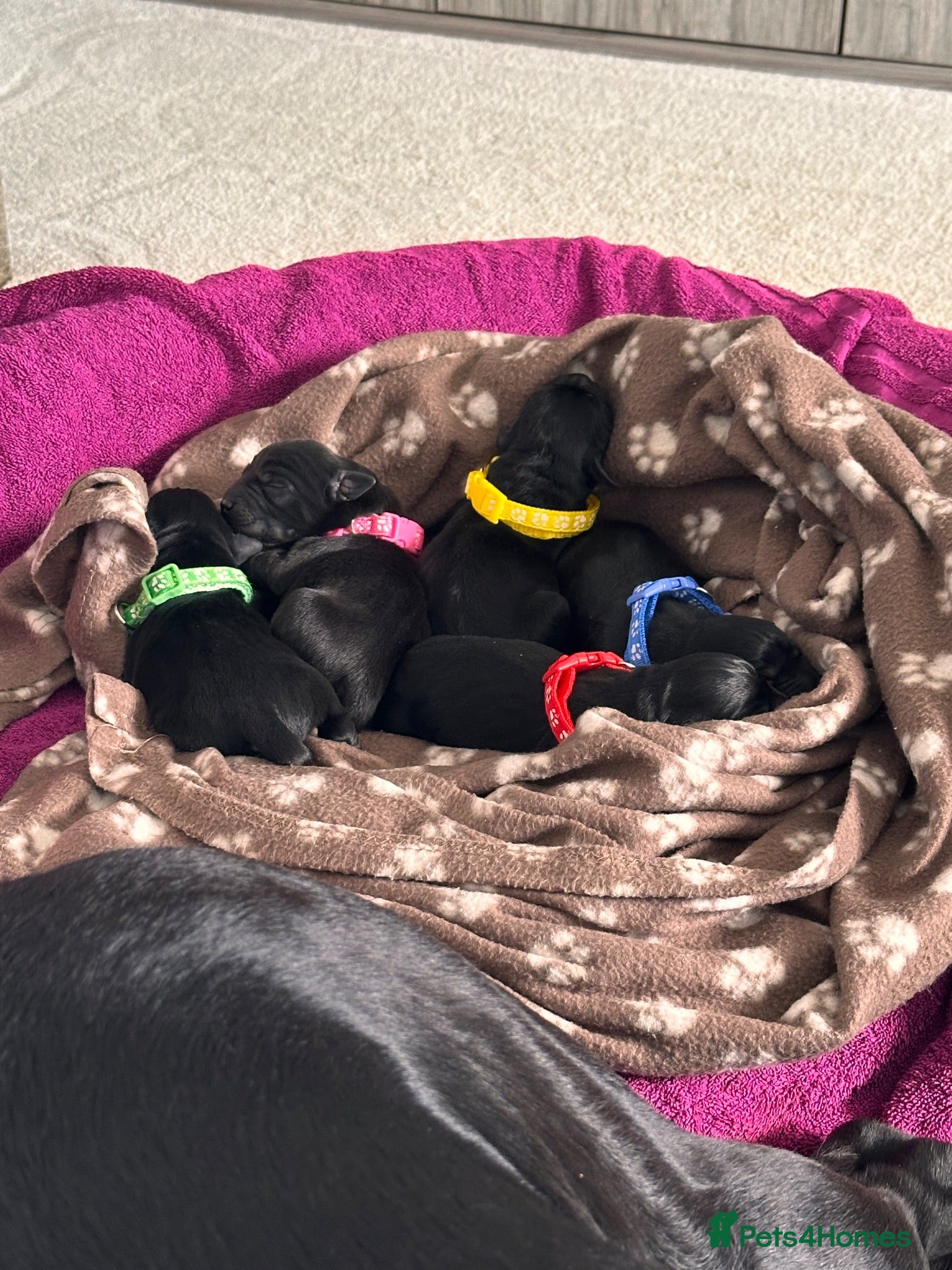Labrador Retriever dogs Labrador puppy’s available from 24/09. - Advert 2