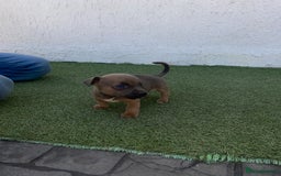 Jack Russell dogs for sale: Rose meadow jacks  - Image 7