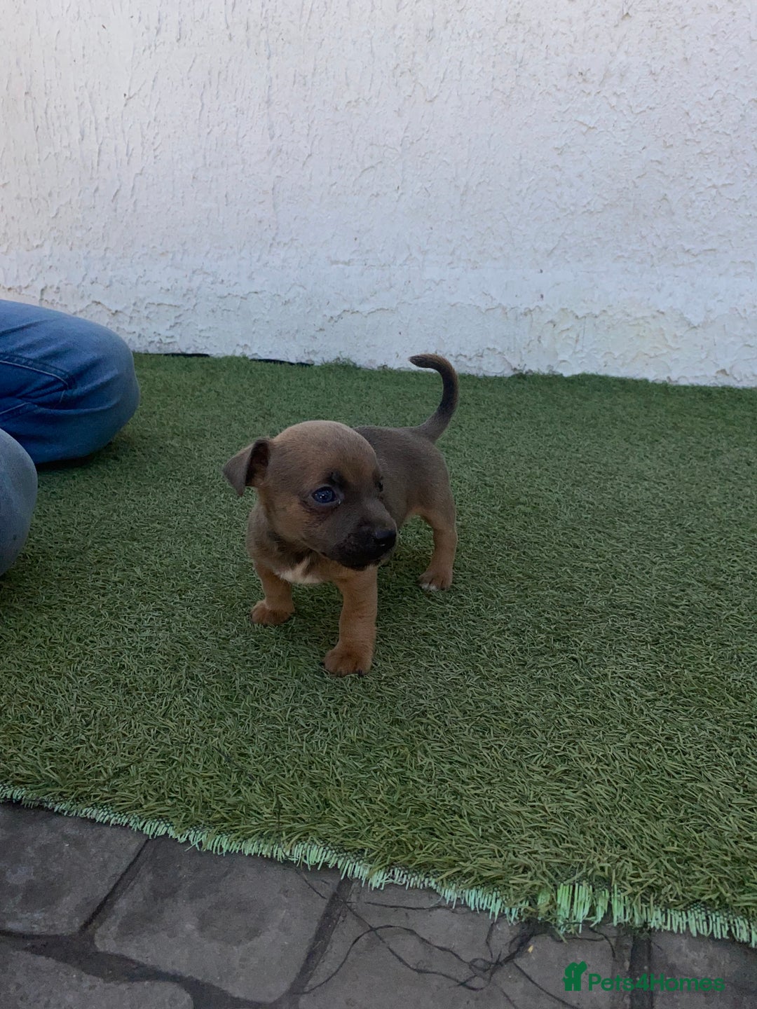 Jack Russell dogs for sale: Rose meadow jacks  - Image 7