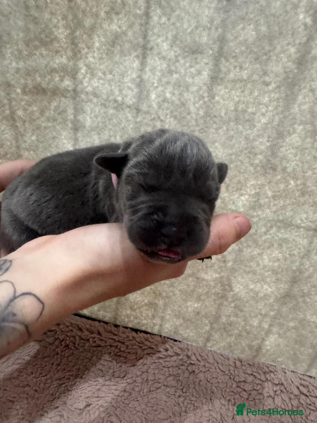 Cane Corso dogs for sale: Full Cane Corso Puppies -Blue/Grey & Black & White in Blackpool - Advert 11