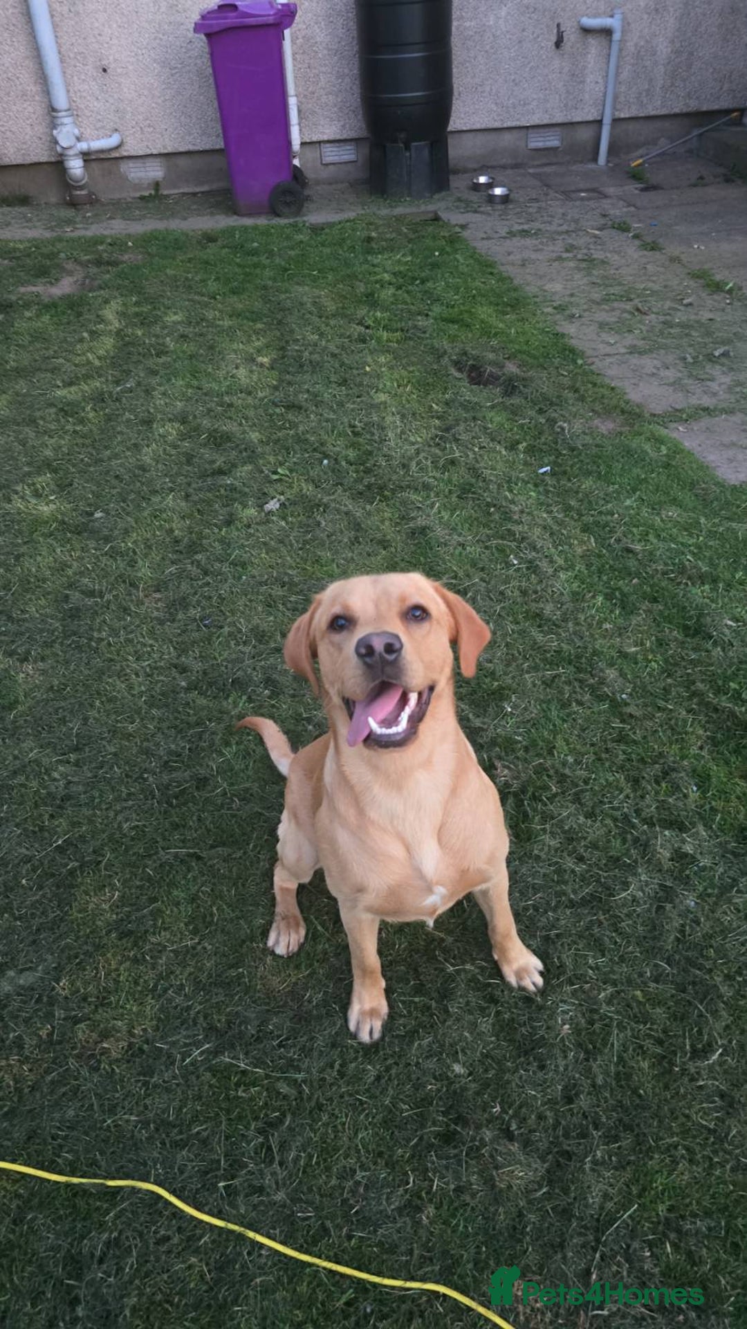 Labrador Retriever dogs for sale: Male Labrador(15 months old) - Advert 4