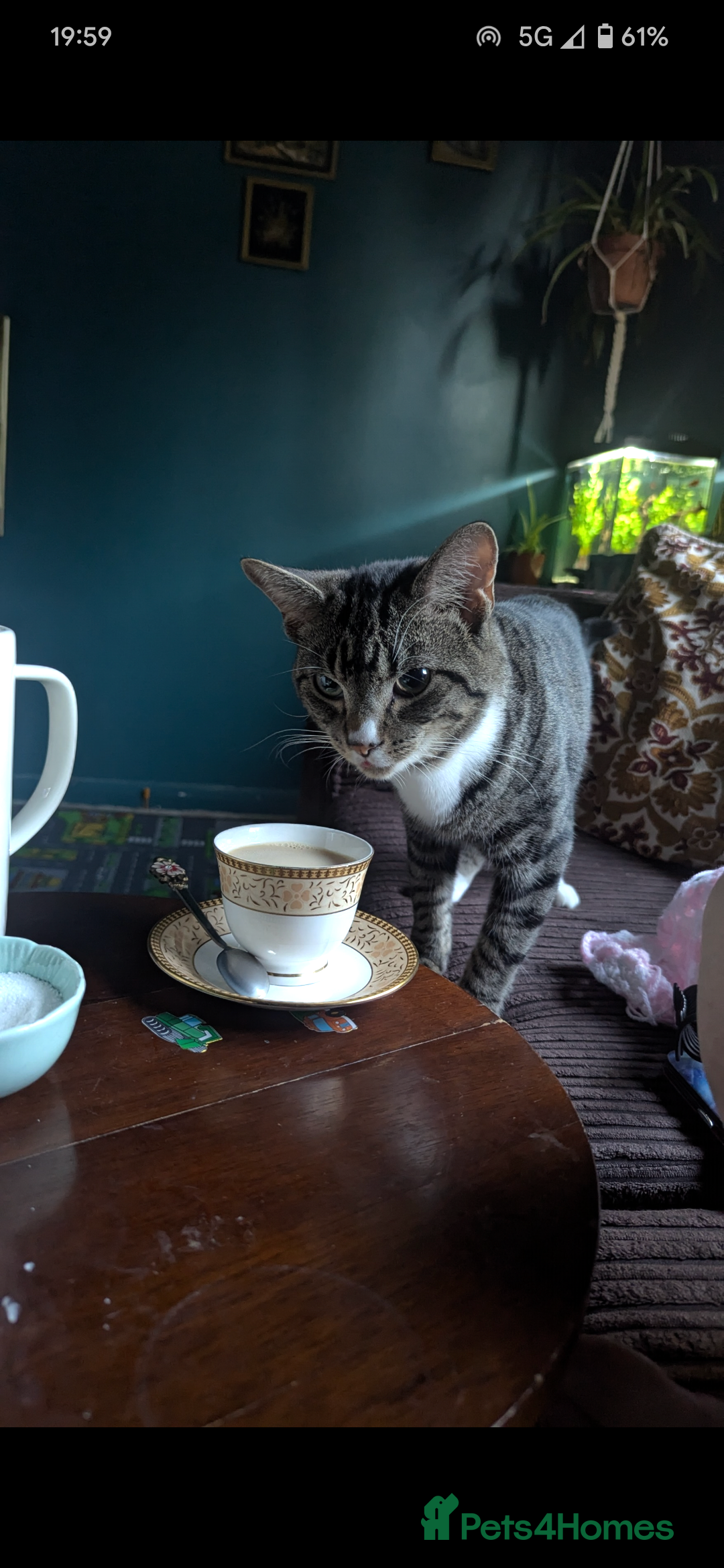 Mixed Breed cats for sale: Mixed Breed Male Tabby  - Image 4