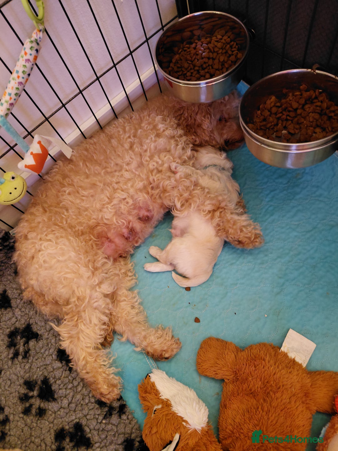 Mixed Breed dogs for sale: Maltipoo pups. F1b Cockapoo Mum KC Maltese Dad - Advert 9