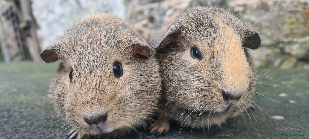 Guinea Pig rodents for sale: Pair of female guinea pigs  - Advert 2
