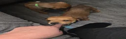 Mixed Breed dogs for sale: Beautiful coloured pups - Advert 22