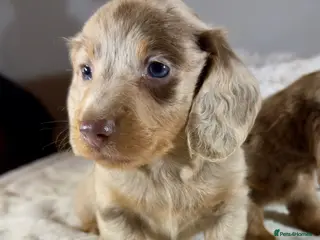 Miniature Dachshund dogs Long Haired Miniature Dachshund Puppies for Sale - Advert 2