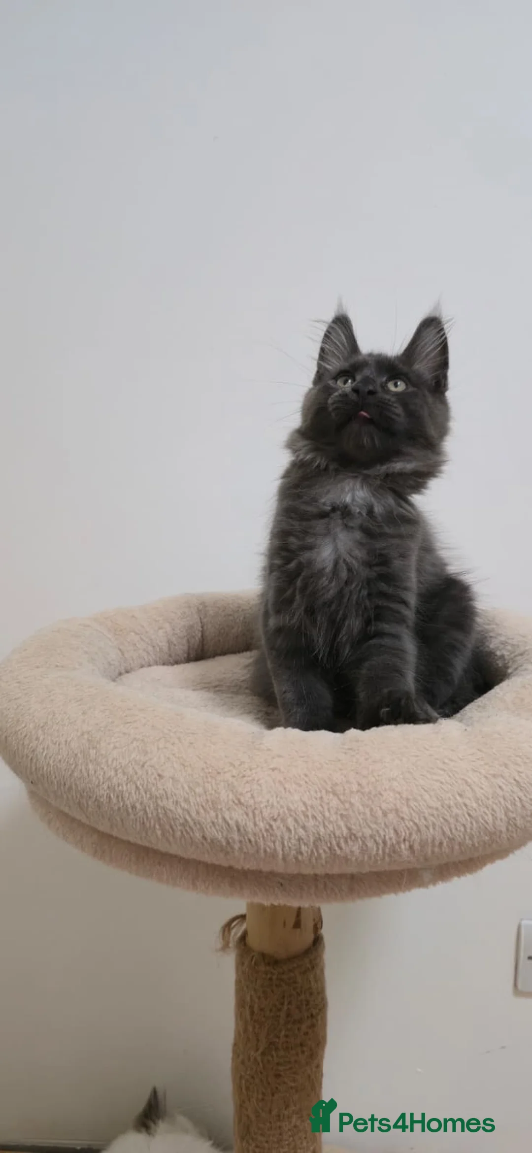 Maine Coon cats for sale: Mainecoon kittens TICA REGISTERED stunning - Advert 28