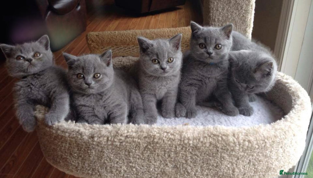 British Shorthair cats for sale: British shorthair  in Blackpool - Image 5