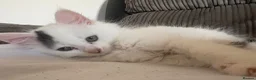 Mixed Breed cats for sale: Male kitten - Advert 3