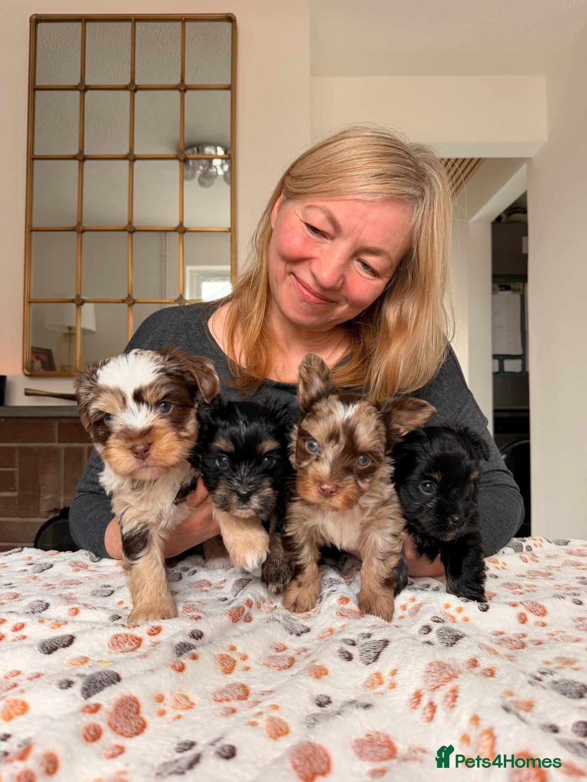 Yorkshire Terrier dogs Biewer Yorkshire Terrier | 5⭐ Licensed | DNA - Advert 17