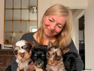 Yorkshire Terrier dogs Biewer Yorkshire Terrier | 5⭐ Licensed | DNA - Advert 1