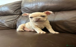 French Bulldog dogs for sale: Beautiful Frenchie babies-4 weeks free insurance - Image 8