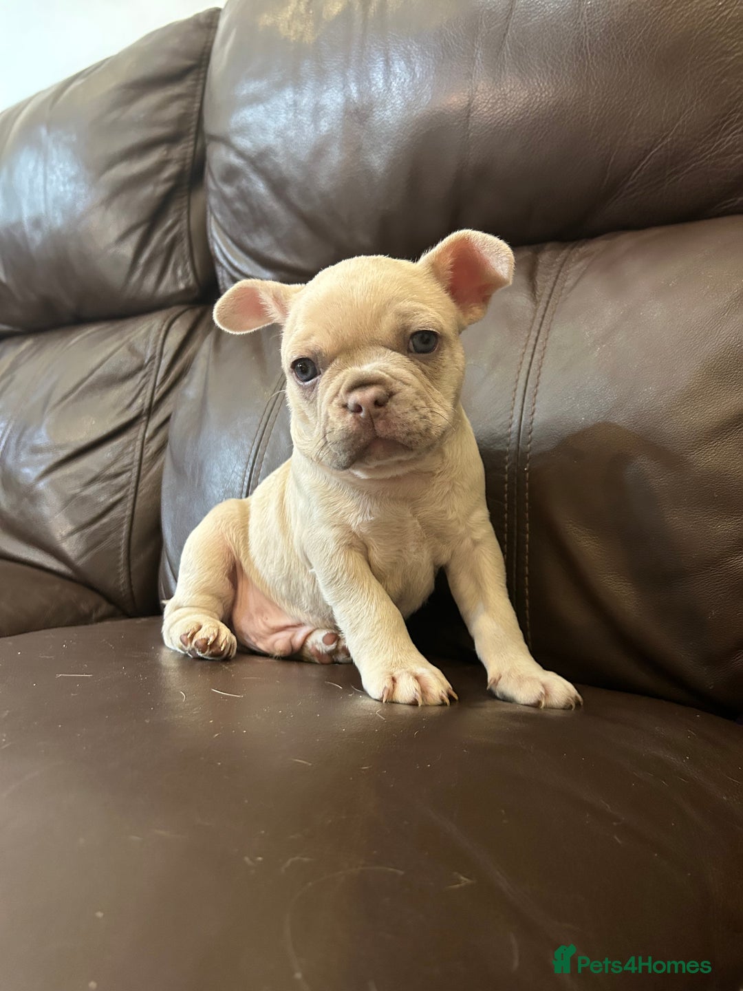 French Bulldog dogs for sale: Beautiful Frenchie babies-4 weeks free insurance - Image 8