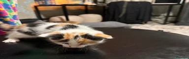 Calico girl 2