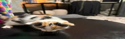Mixed Breed cats for sale: Kao Mani Mix - Advert 17