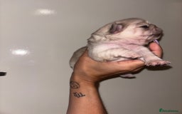 Pug dogs for sale: Beautiful kc registered Pug puppies - Image 13