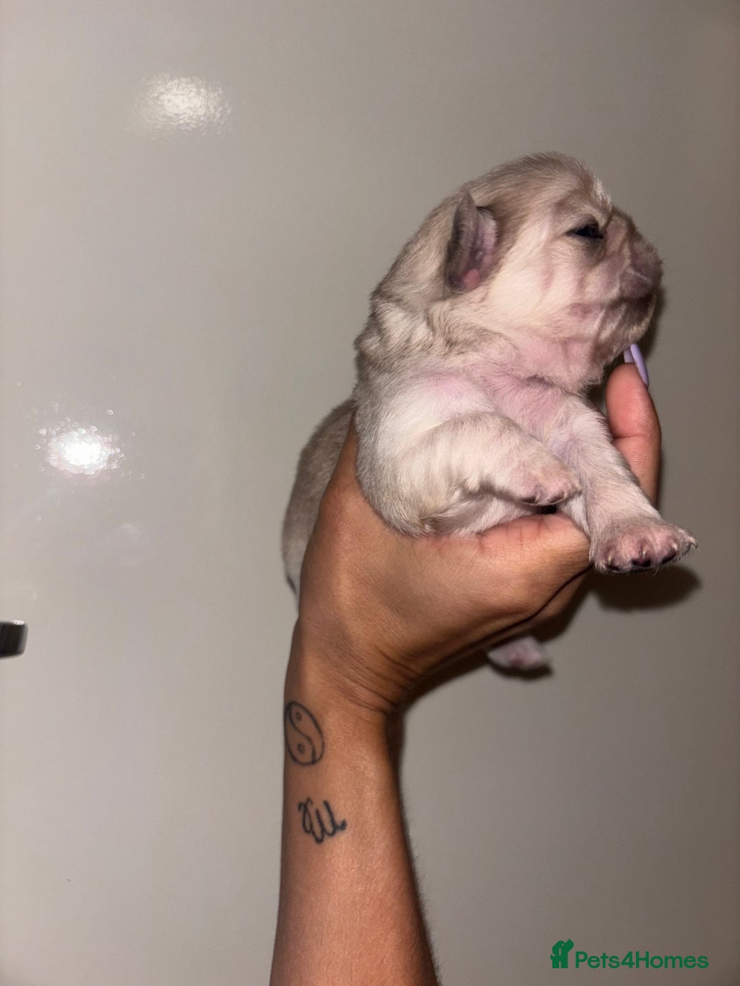 Pug dogs for sale: Beautiful kc registered Pug puppies - Image 13