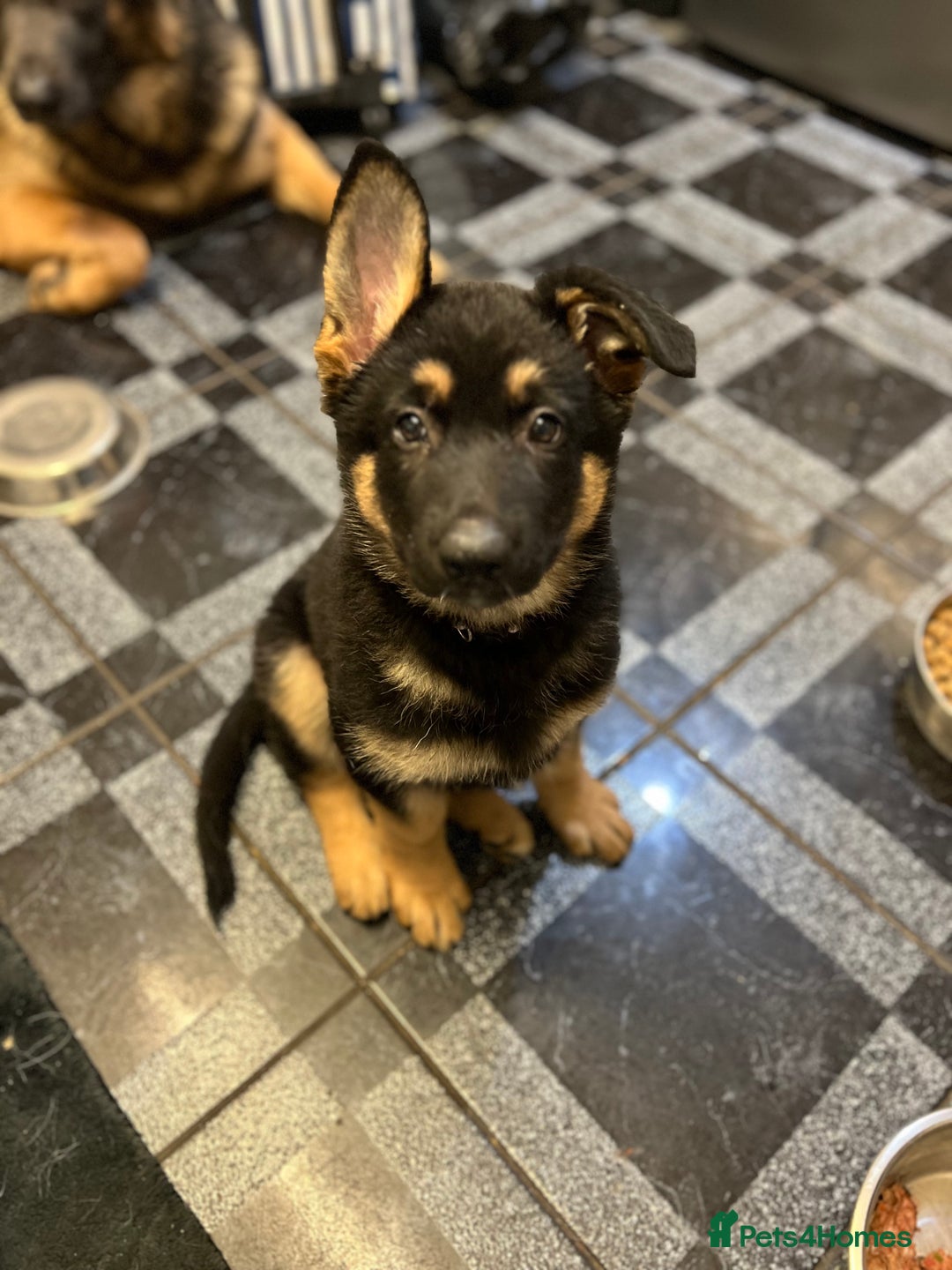 German Shepherd dogs for sale: REDUCED German shepherd puppies 8 was old - Advert 34