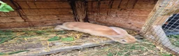 Mixed Breed rabbits for sale: Continetal  giant - Advert 7