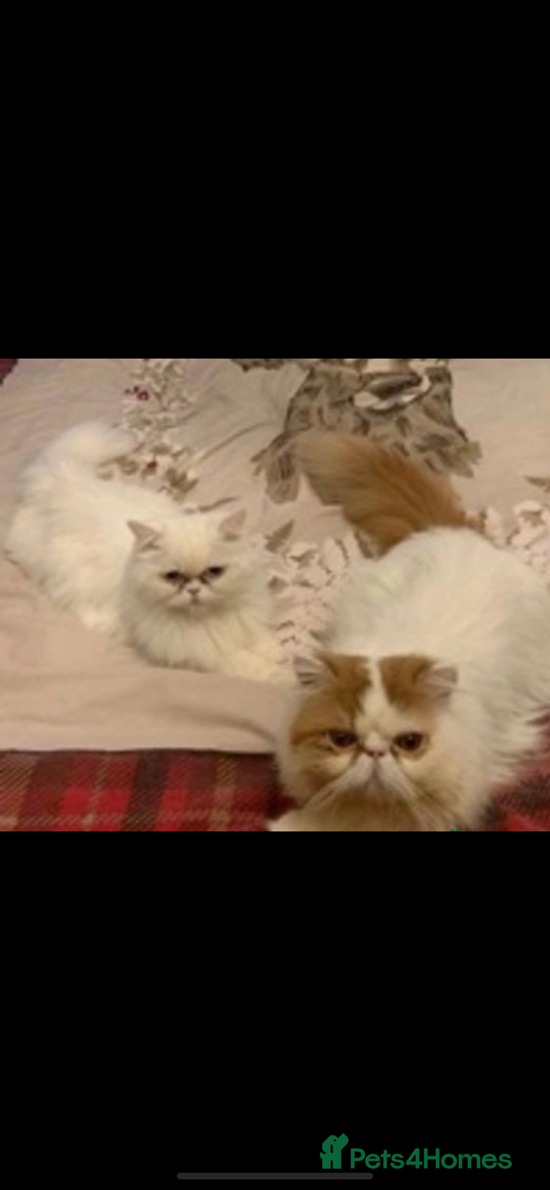 Persian cats for sale: Beautiful Persian kittens - Advert 1