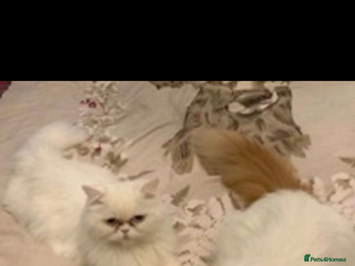 Persian cats Beautiful Persian kittens - Advert 5