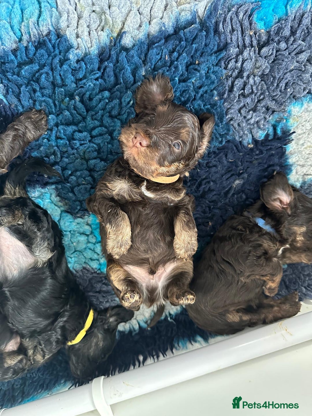 Cockapoo dogs for sale: Stunning cockapoo puppies  - Image 2