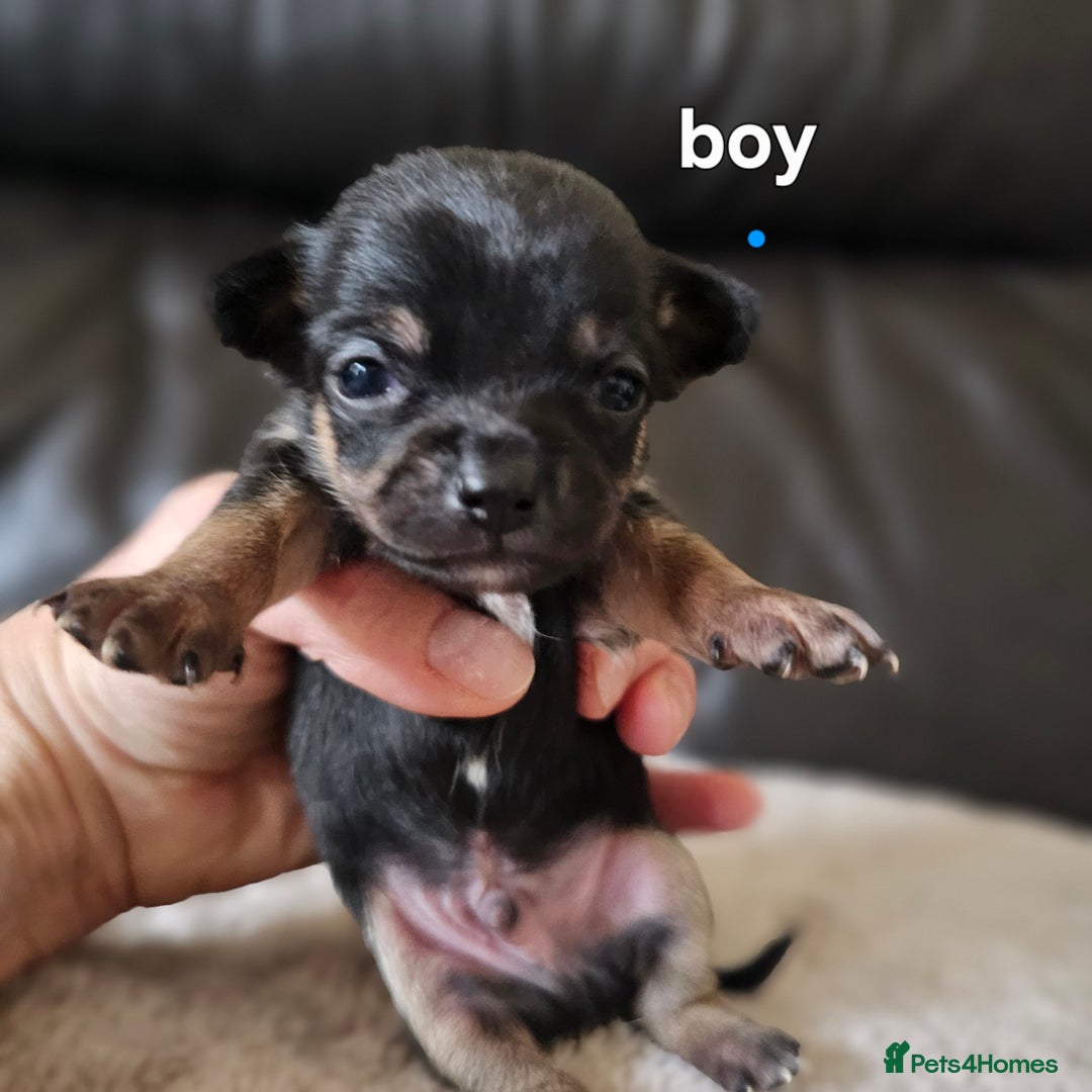 Chihuahua dogs for sale: 3 tiny chiuauas - Advert 8