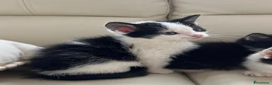 kiko