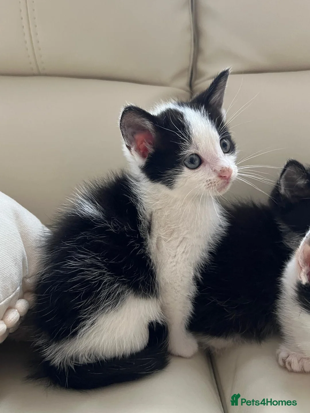 Mixed Breed cats for sale: calico kittens for sale! - Advert 14